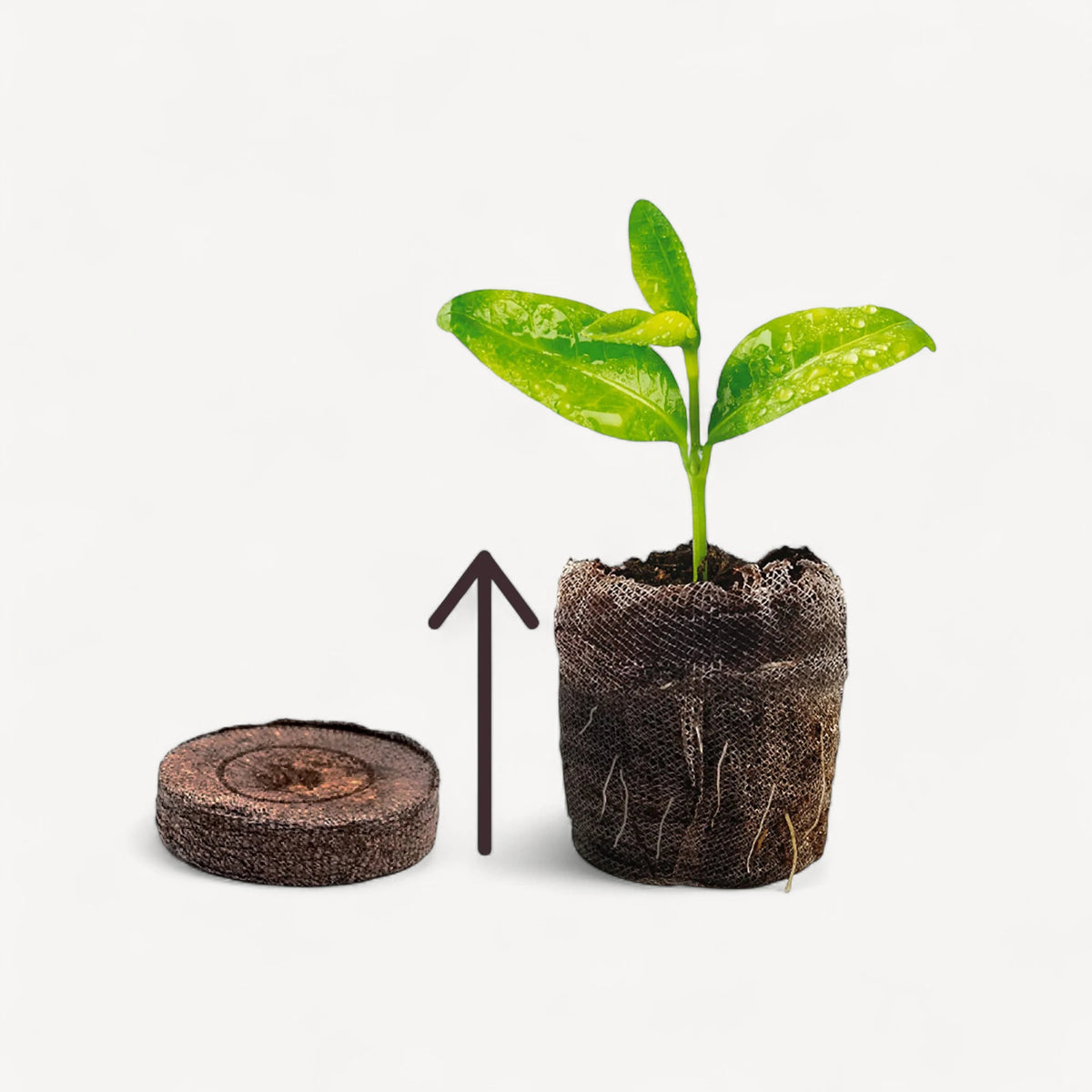 Jiffy pods - grow