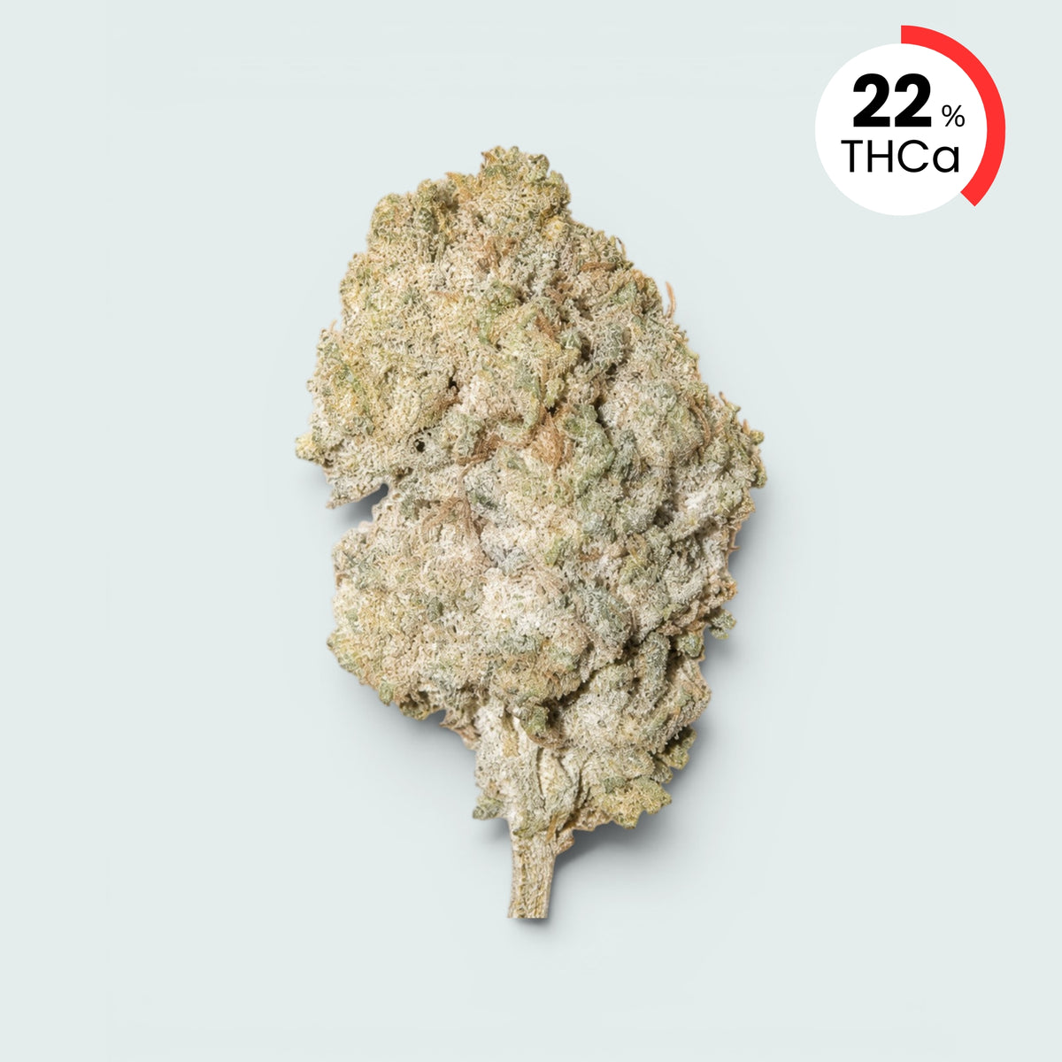 Bangkok Sativa | 22% THCA